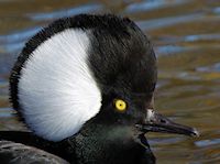 Hooded Merganser (Head, Bill & Eyes) - pic by Nigel Key